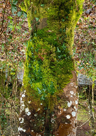 Dunsford Woods VI