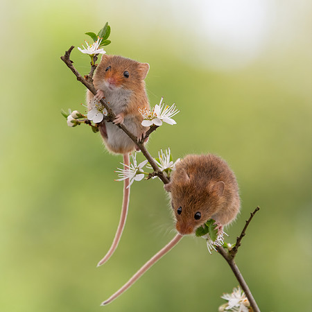 Harvest Mice