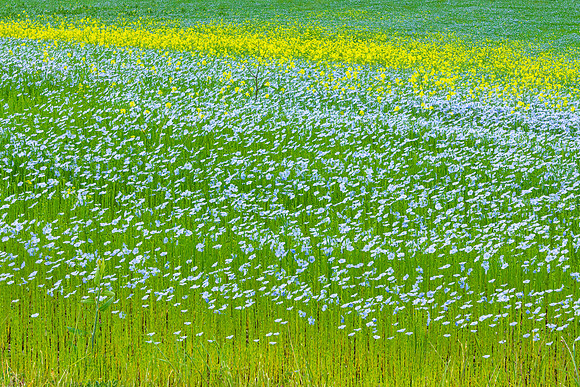 Flax Field