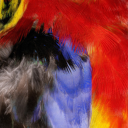 Flights of Beauty:  Eastern Rosella
