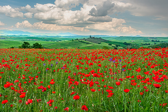 Castiglione d'Orcia VI