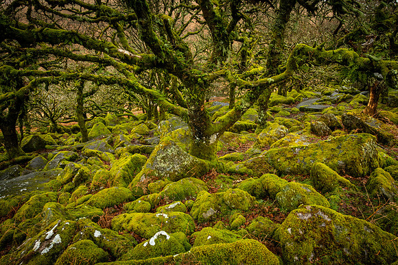 Wistman's Wood V