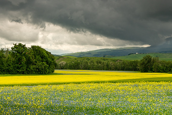Golden Field