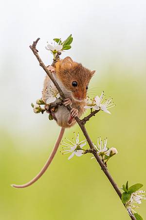 Harvest Mouse