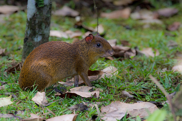Agouti