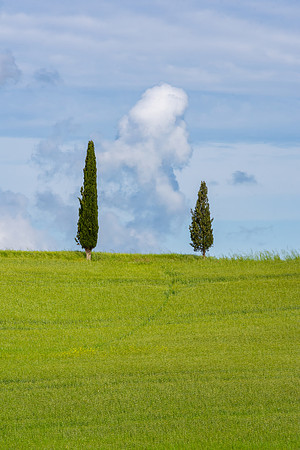 Twin Cypress