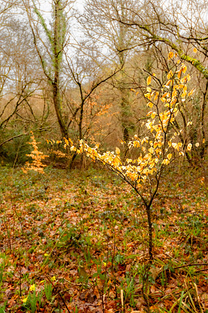 Dunsford Woods IV