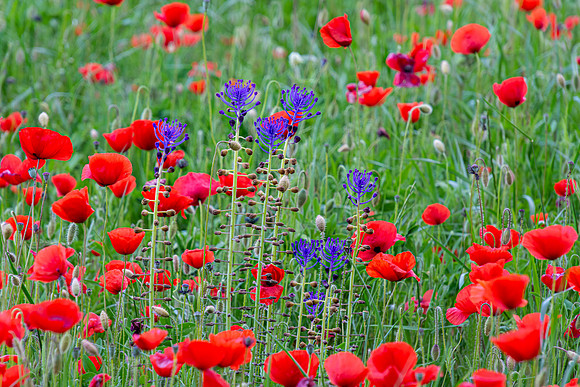 Red and Purple II