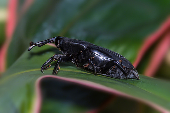 Weevil