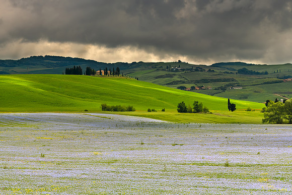 Field of flax