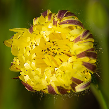 Dandelion Bud