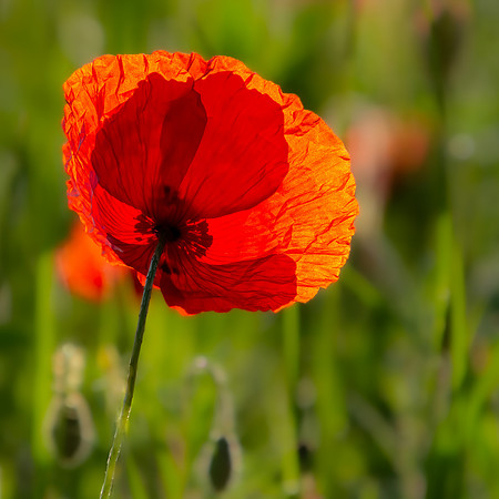 Portrait of a Poppy