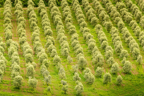 Olive Trees