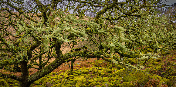Wistman's Wood I