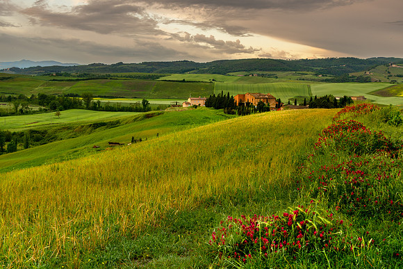 Tuscan View II