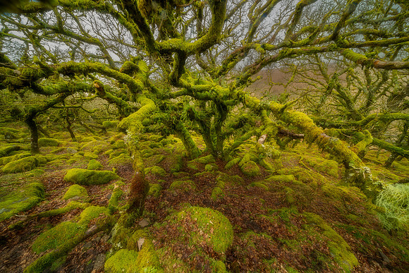 Wistman's Wood VIII