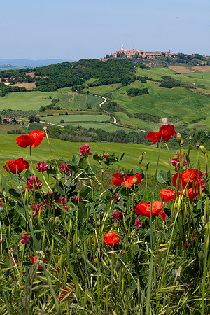 Pienza with Poppies