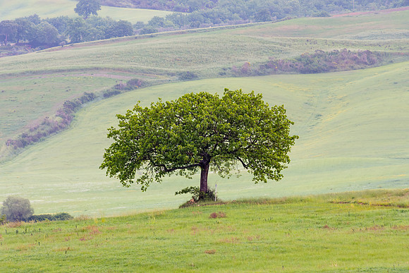 Solo Tree