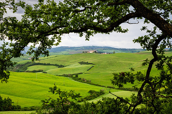Tuscan View