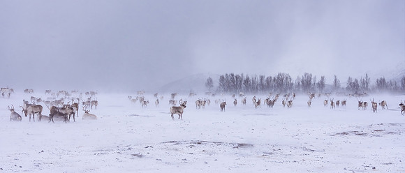 Reindeers, Kvaloya
