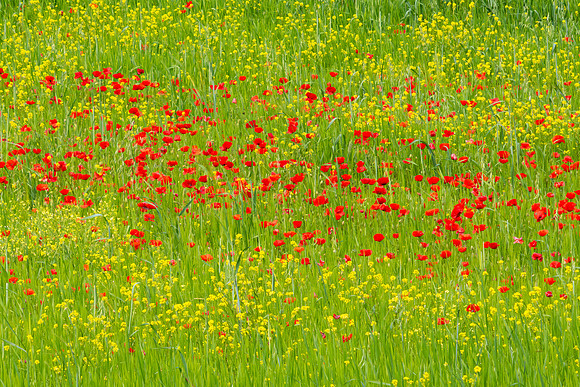 Red and Yellow