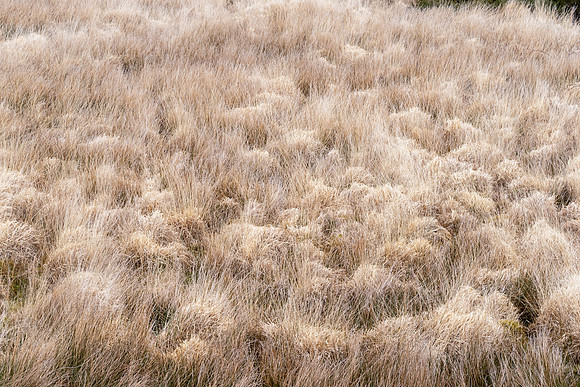 Dartmeet grasses