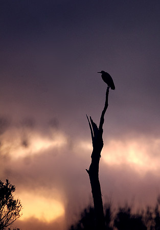 Image by Christine Goerner