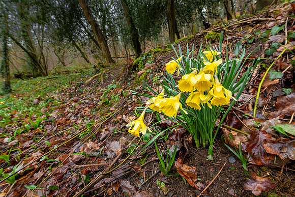 Daffodils, Dunsford Woods