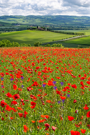 Castiglione d'Orcia IV