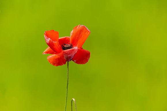 Lone Poppy II