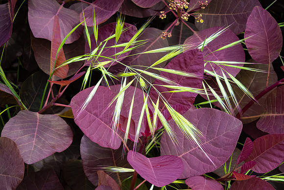 Green and Magenta