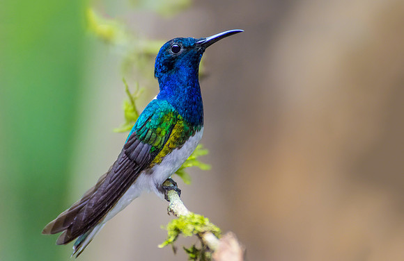 White-necked Jacobin