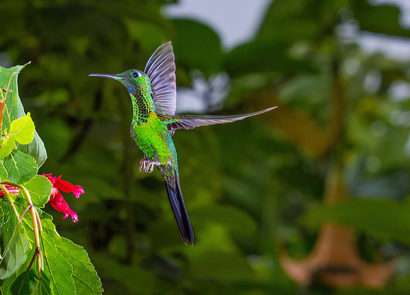 Green-crowned Brilliant  (Male)