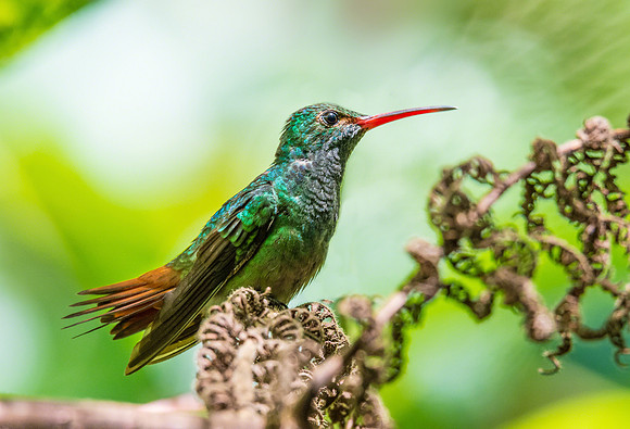Rufous-tailed Hummingbird