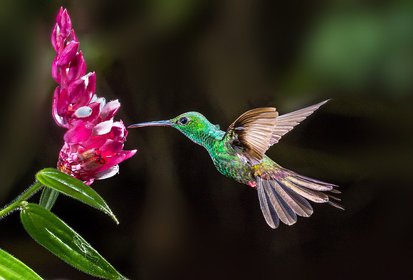 Rufous-tailed Hummingbird