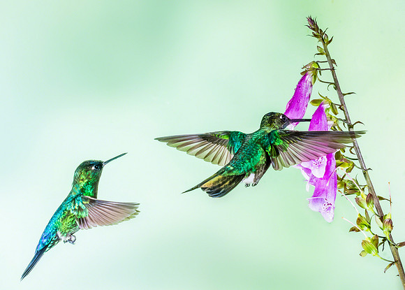 Fiery-throated Hummingbird (left) and Magnificent (right)