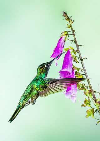 Magnificent Hummingbird