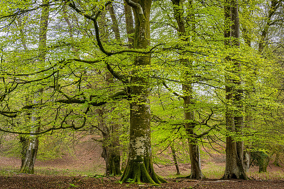 New Forest, Spring