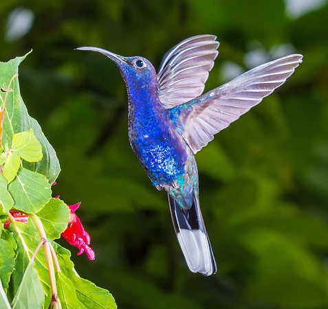 Violet Sabrewing