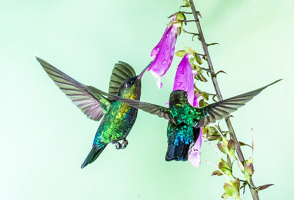 Magnificent Hummingbird