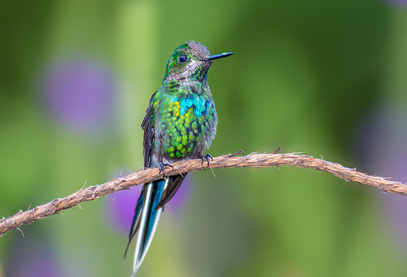 Green Thorntail