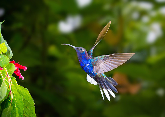 Violet Sabrewing