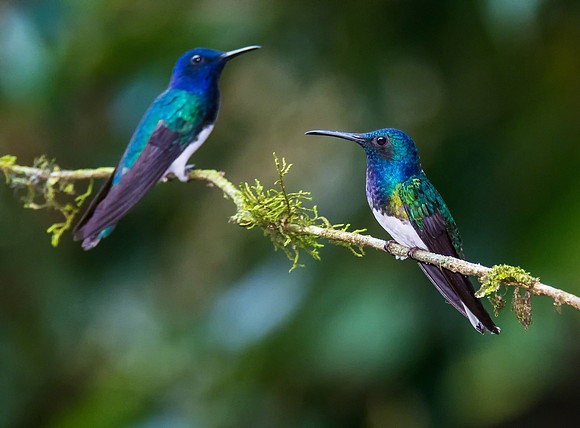 White-necked Jacobin