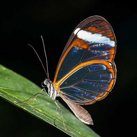 Glasswinged butterfly