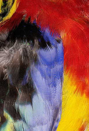 Flights of Beauty:  Eastern Rosella