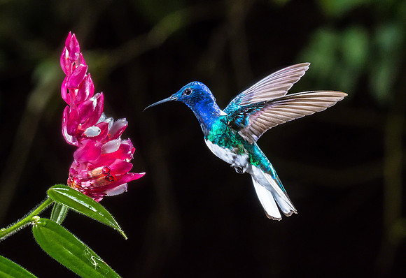 White-necked Jacobin
