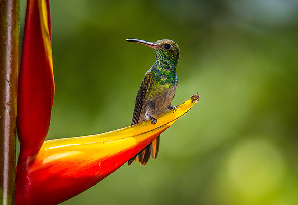 Rufous-tailed Hummingbird