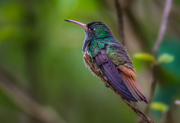 Rufous-tailed Hummingbird