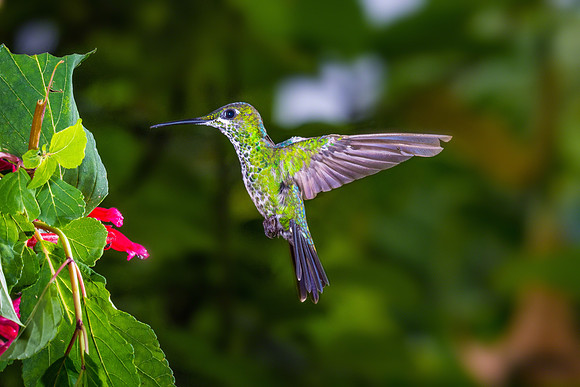 Green-crowned Brilliant  (Female)