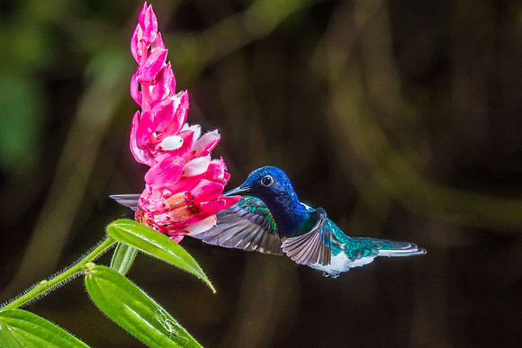 White-necked Jacobin